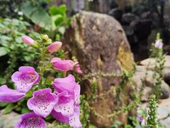 -广州市白云山风景名胜区
