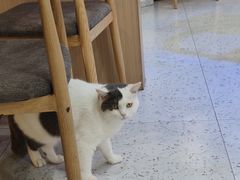 -喵园·猫主题咖啡厅·撸猫·猫咖(国贸店)