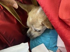 -美联众合动物医院·24h转诊中心