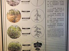 -中国茶叶博物馆(双峰馆区)