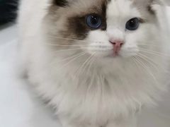 -萌兽医馆·眼科·异宠专科(三里屯店)