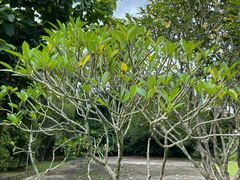 -中国科学院西双版纳热带植物园