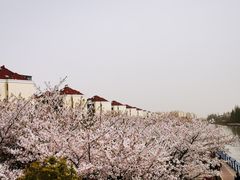 -高东镇樱花园