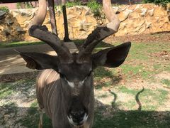 -清迈夜间动物园