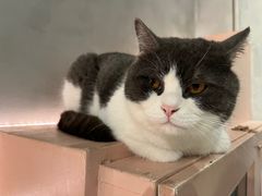 -猫儿山۰猫主题餐厅