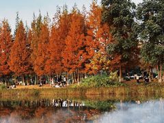 -白鹭湾湿地公园