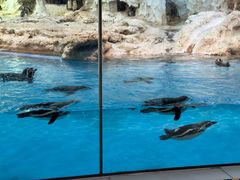 -帝企鹅自助餐厅•儿童岛•真企鹅(长隆企鹅酒店)