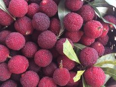 -西山樟坞健康果园枇杷杨梅采摘