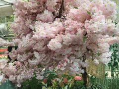 -上海鲜花港