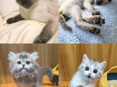 -欣宠猫屋·矮脚拿破仑·蓝金金渐层