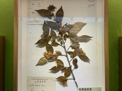 -杭州植物园