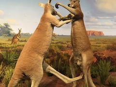 -陕西自然博物馆