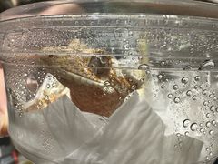 -酷以爬仙阁实体爬宠店·守宫·蜥蜴·专业繁育