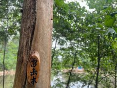 -汤旺河林海奇石景区