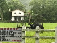 -瑞穗牧场