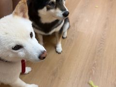 -是阿柴呀！柴犬咖啡·爱喵喵猫咖