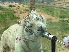 -西霞口神雕山野生动物世界