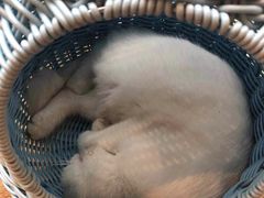 -吉丁鸟咖·异宠·寄养