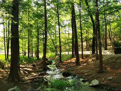 -白水寺森林公园