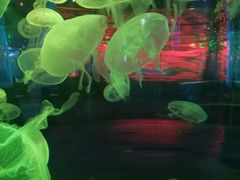 -石家庄海洋公园