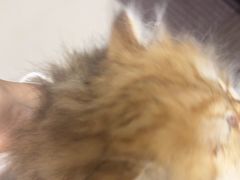 -爱妮康宠物医院·干细胞免疫细胞·肿瘤·心脏(张江店)