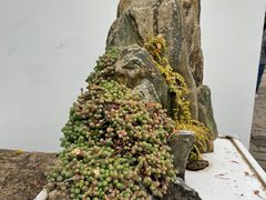 -上海醉白池公园