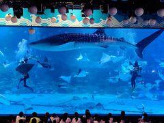 -烟台海昌鲸鲨海洋公园