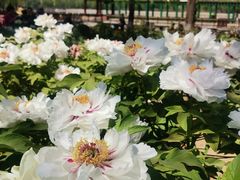-莲花池公园