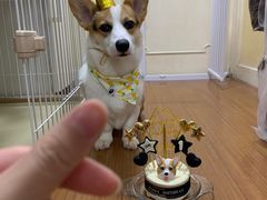 -翊宠yipet猫狗购宠庄园犬舍•猫舍