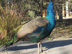 -北京麋鹿生态实验中心