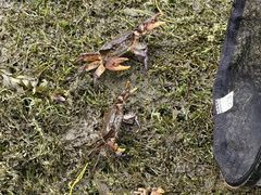 -两河城市森林公园