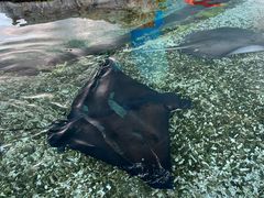 -珠海长隆海洋王国