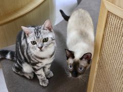 -猫和宫(六道口店)