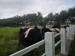 -瑞穗牧场