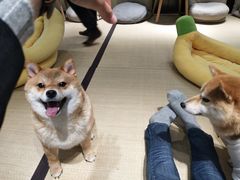 -逗柴咖啡屋·狗咖猫咖宠物桌游