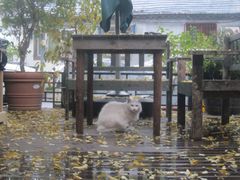 -萤火虫咖啡(后海店)