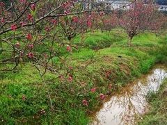 -南国桃园旅游度假区