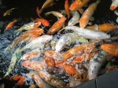 -上海大自然野生昆虫馆