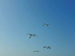 -长岛万鸟岛