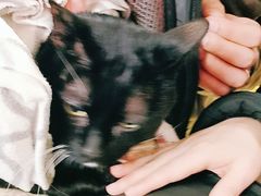 -申普宠物医院·心脏介入·心血管微创(总院)