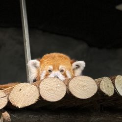 -Zoolung Zoolung动物主题公园(海信广场店)