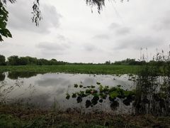 -泗洪洪泽湖湿地景区