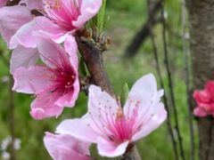 -南汇桃花村