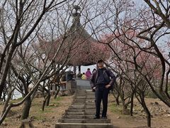 -香雪海