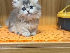 -欣宠猫屋·矮脚拿破仑·蓝金金渐层