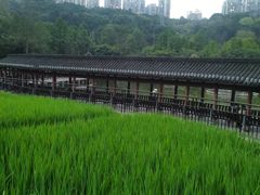 -龙头寺公园