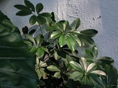 -云里小坐·小院里·团建·宴请·下午茶(三圣乡店)