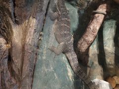 -广州长隆野生动物世界