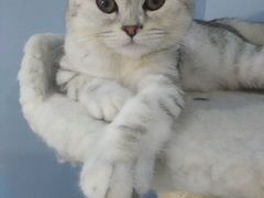 android_upload_pic-喵的天空名猫咖啡馆·撸猫·猫舍·用品