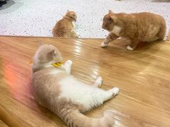 -滚猫咖啡·猫咖·猫友好撸猫(未来城店)